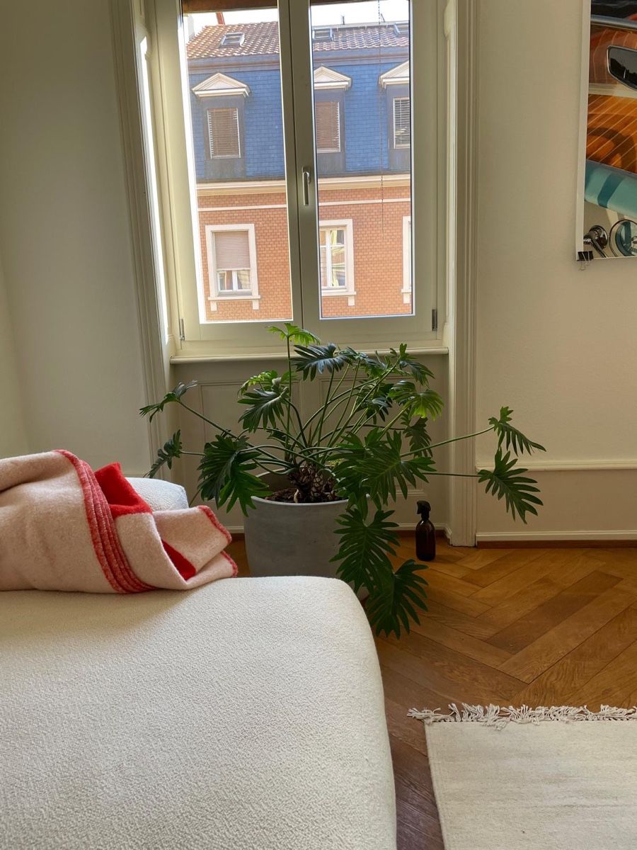 Piante & sementi: Wunderschöne Philodendron Xanadu mit übertopf – Usato da Zürich venduto da Porto_Cervo 2