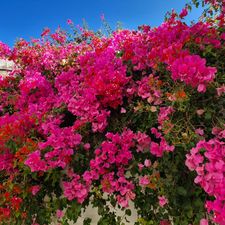 Profile image of Bougainvillier