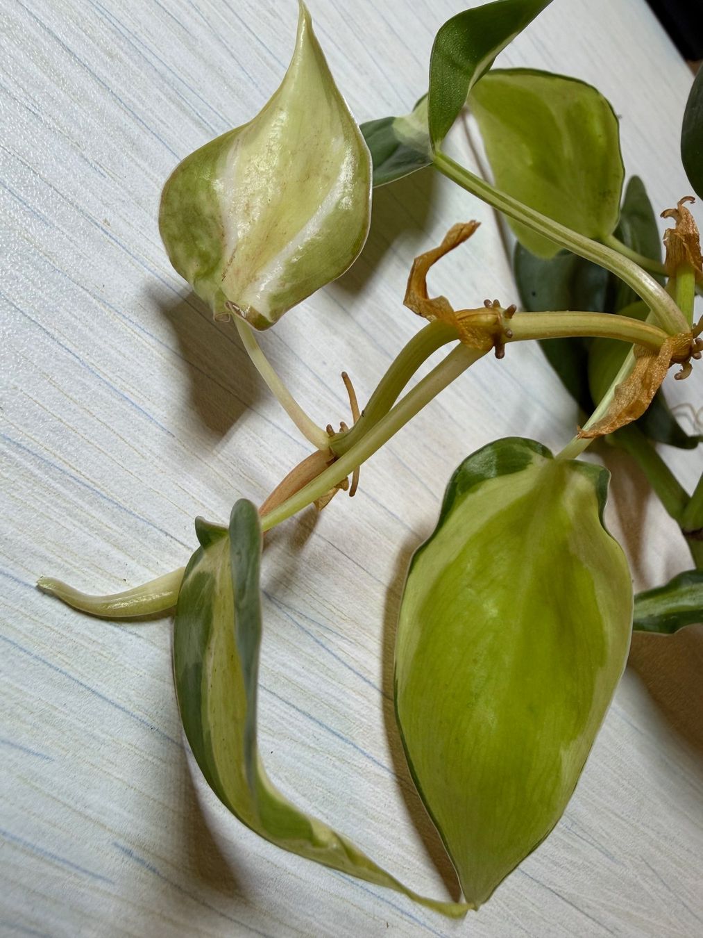 Piante & sementi: Philodendron scandens hederaceum "Cream splash" – Nuovo (secondo la descrizione) da Winterthur venduto da Aniger 1