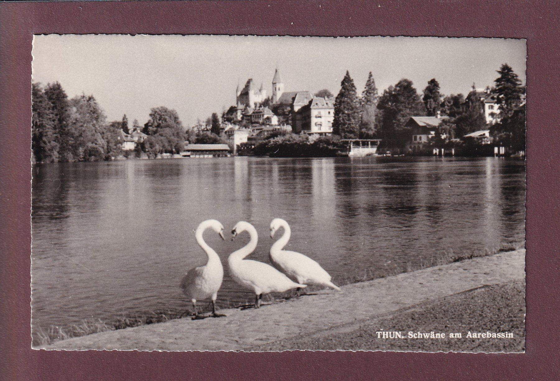 Cartoline postali: THUN - Schwäne am Aarebassin – Usato da Pully venduto da nicecards