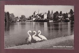 THUN - Schwäne am Aarebassin