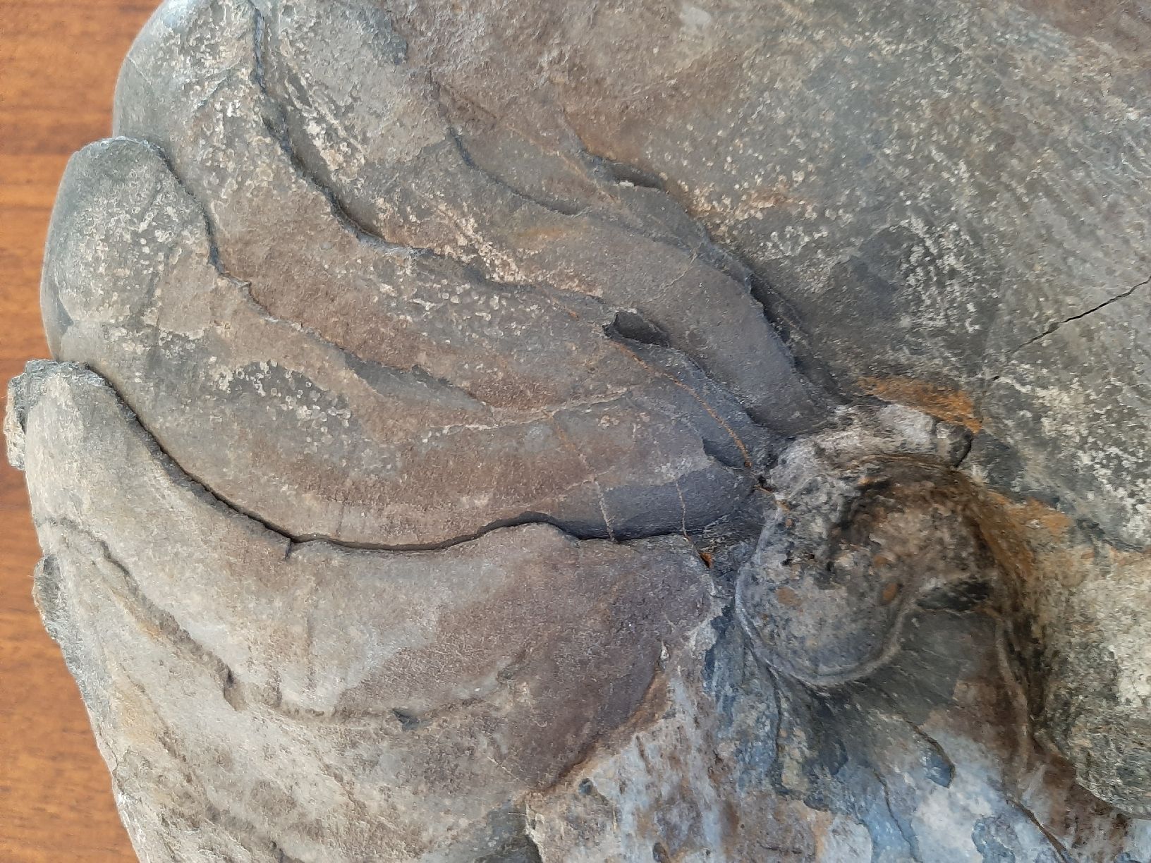 Fossili: Schöner Nautilus – Usato da Rickenbach BL venduto da Oktober68 2
