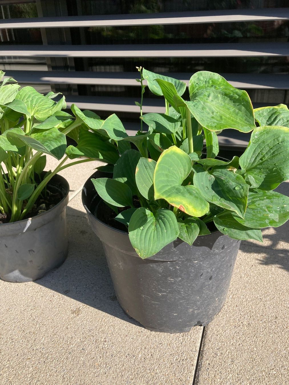 Piante & sementi: Hosta – Nuovo (secondo la descrizione) da Zollikofen venduto da gamel01
