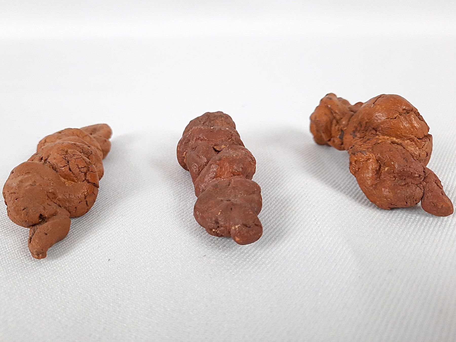 Fossili: Koprolithen – Usato da Beinwil am See venduto da Restwert_Beinwil