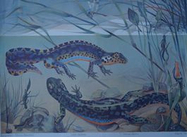 ⭐Schulwandbild „Bergmolch (Triturus alpestris)“ v. K. Schmid