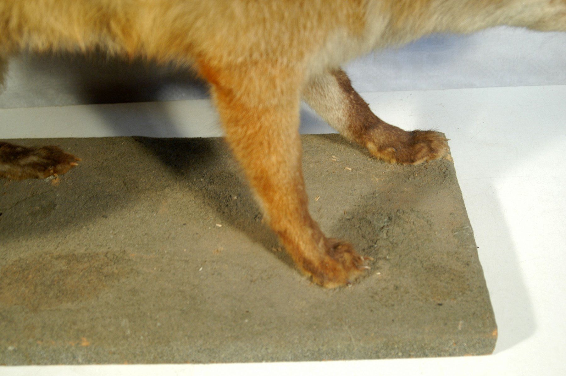 Il mondo degli animali: Fuchs Präparat – Usato da Herisau venduto da Wisen 2