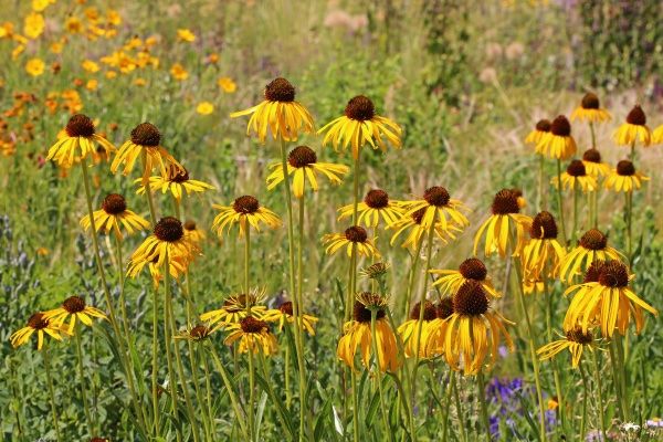 Pflanzen & Samen: 50 Samen ECHINACEA PARADOXA Ozark Echinacea – Neu (gemäss Beschreibung) aus Ehrendingen von VerveinaSamen 1