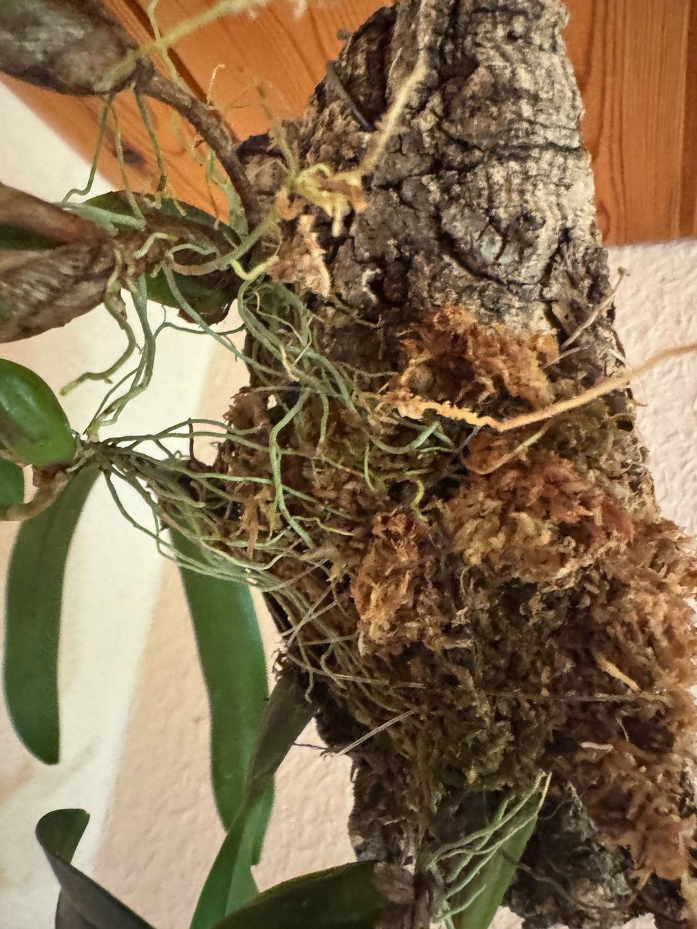 Piante & sementi: Bulbophyllum falcatum – Usato da Männedorf venduto da mrclst 1