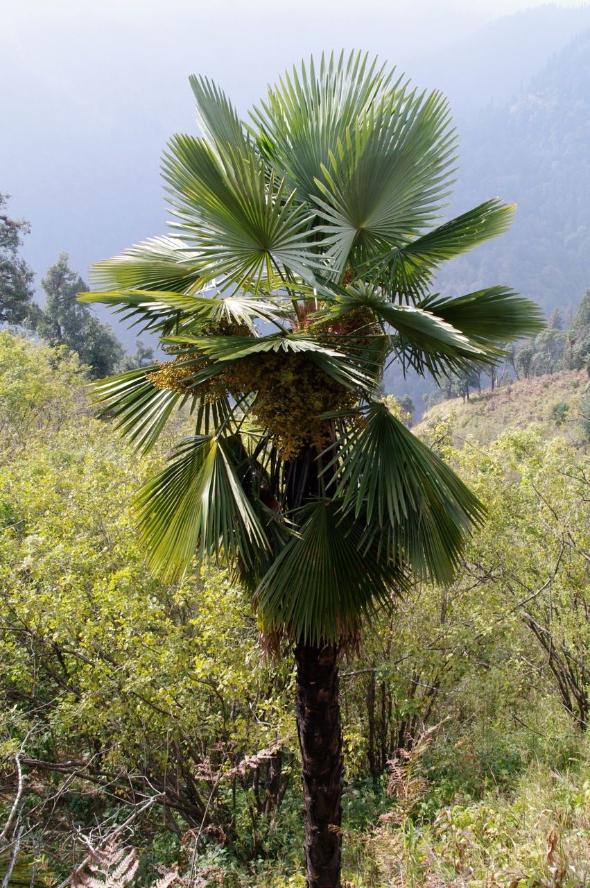 Piante & sementi: Trachycarpus Takil Samen 200 Stück – Nuovo (secondo la descrizione) da Windisch venduto da Sumpfrose 2