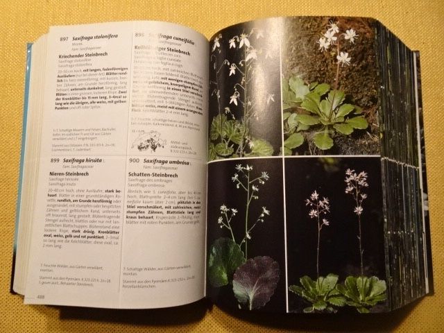 Libri: Flora Helvetica - 2 Bücher – Usato da Oberweningen venduto da Gerini 6