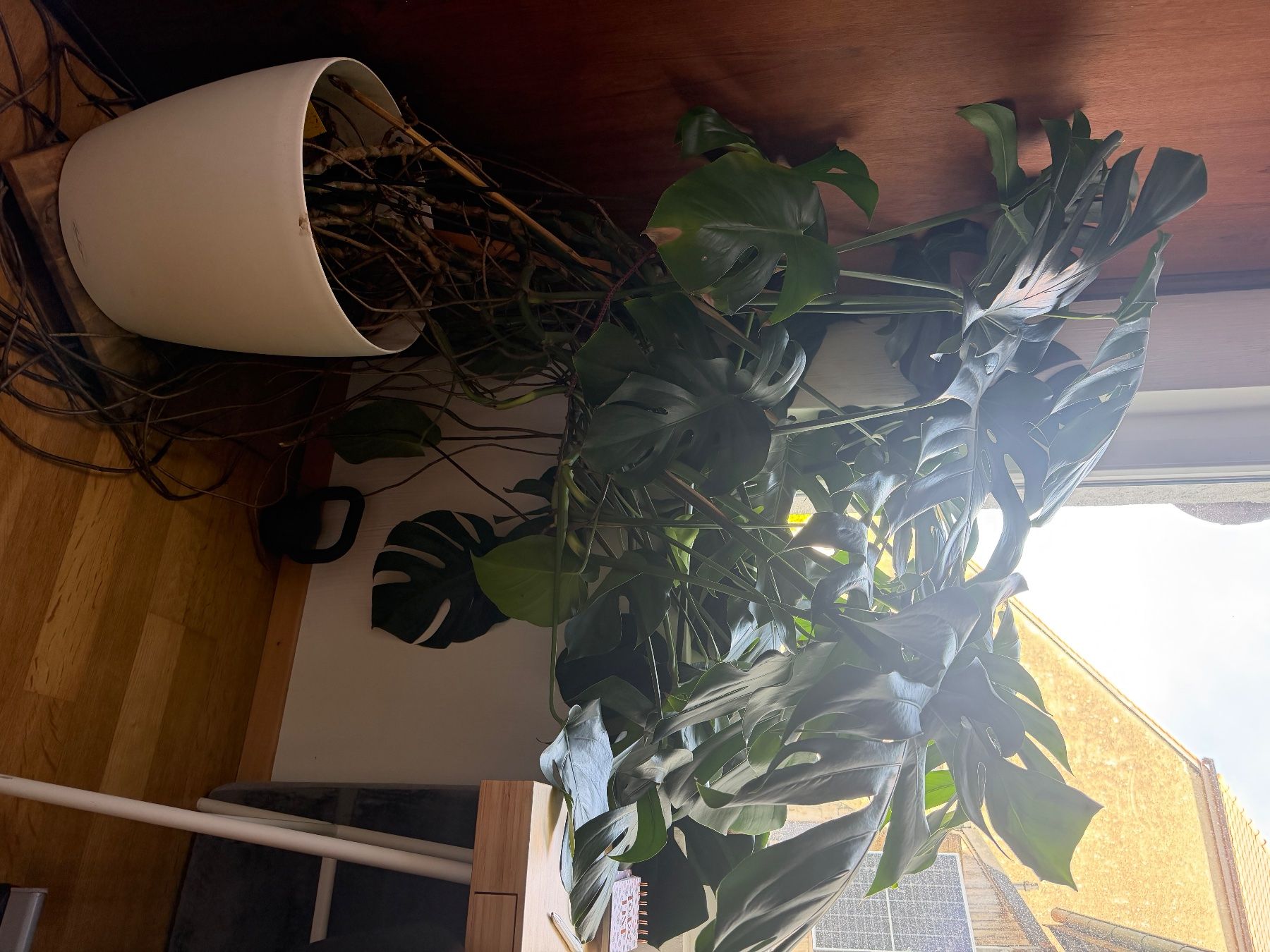 Pflanzen & Samen: Monstera – Gebraucht aus Orny von dma_xd55 1