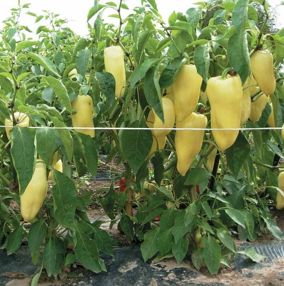 Piante & sementi: 30 Samen Paprika Süss NOVA Grün – Nuovo (secondo la descrizione) da Ehrendingen venduto da VerveinaSamen 3