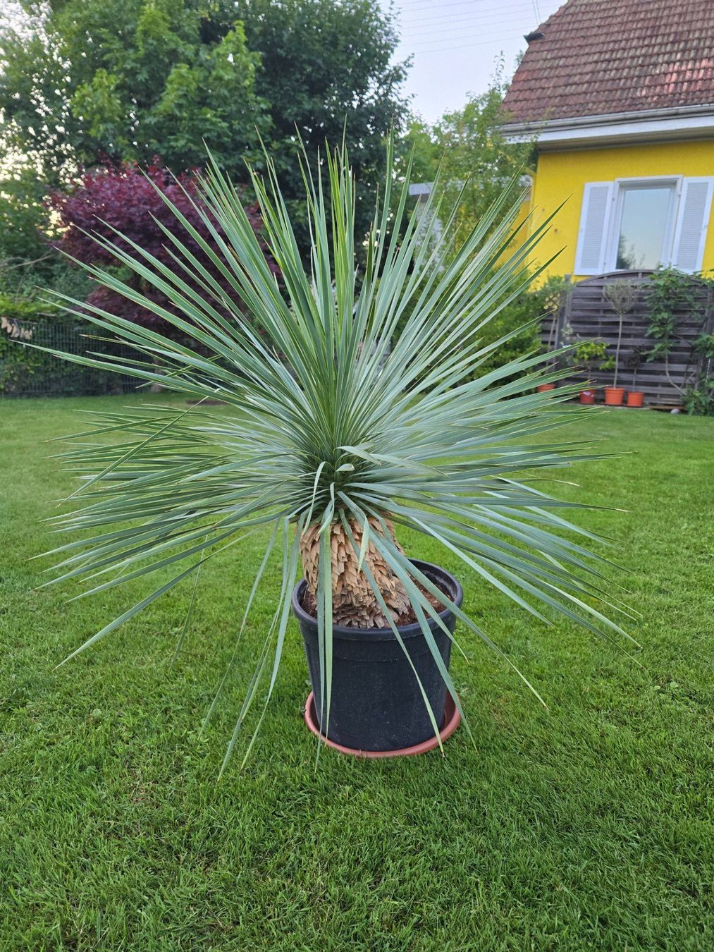 Pflanzen & Samen: Exotischer Hingucker: Yucca Rostrata – Gebraucht aus Aarburg von popkorn65 3
