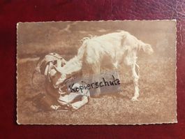 AK 1923 Tiere Ziege (Gizi auf Besuch)  Tier Foto Fotografie