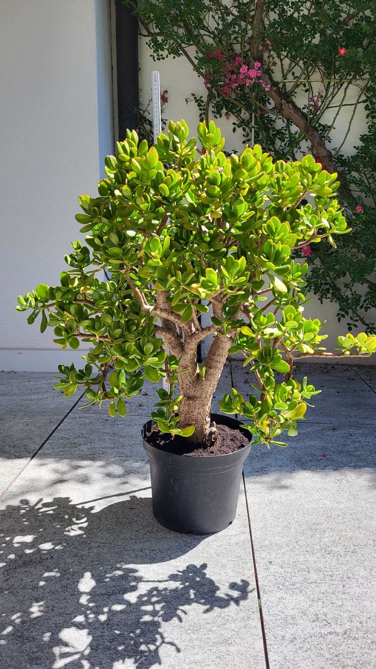 Plantes & graines: Geldbaum ca.90 cm hoch. – D'occasion à Muttenz par Igma 1