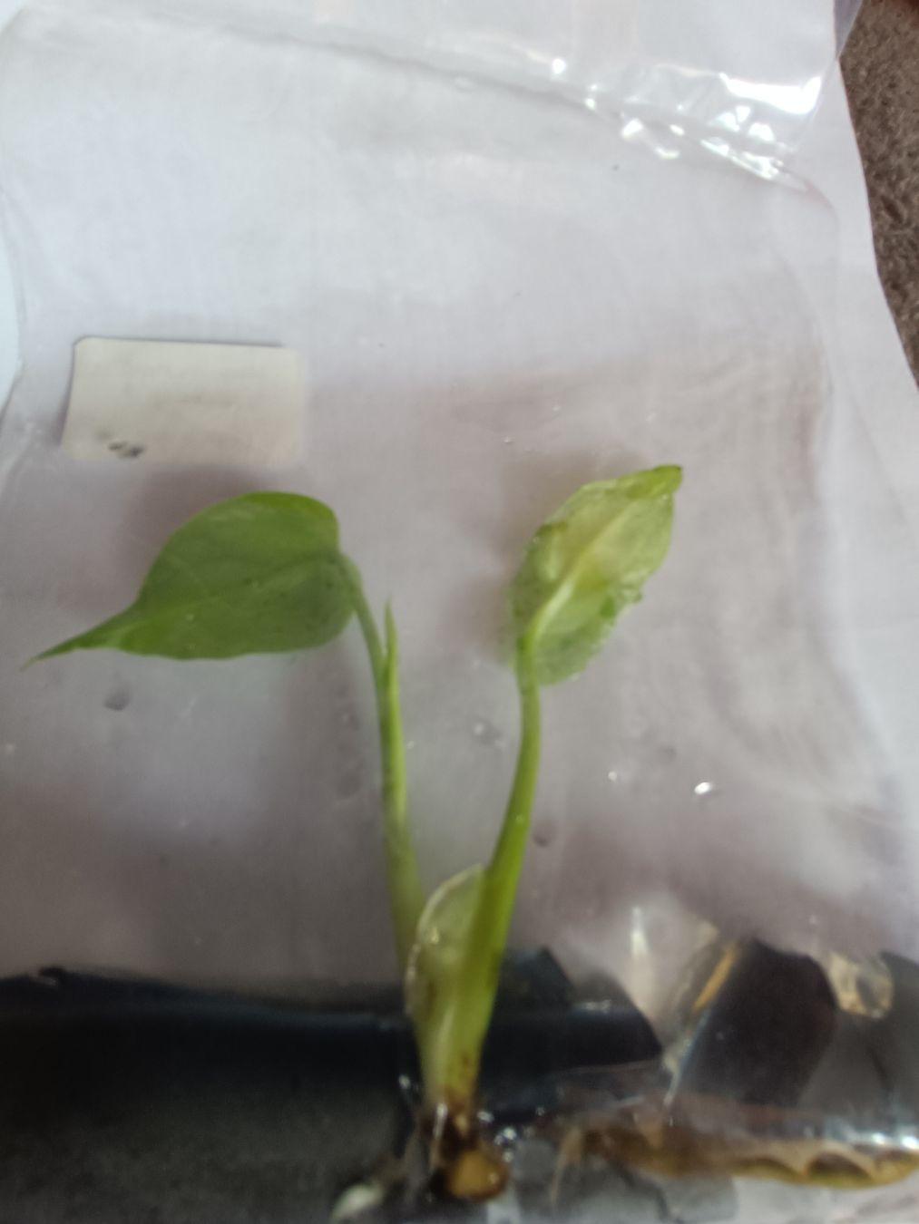 Plantes & graines: Monstera Devil TC  – Neuf avec emballage d'origine à St-Aubin-Sauges par may_2yrv 2