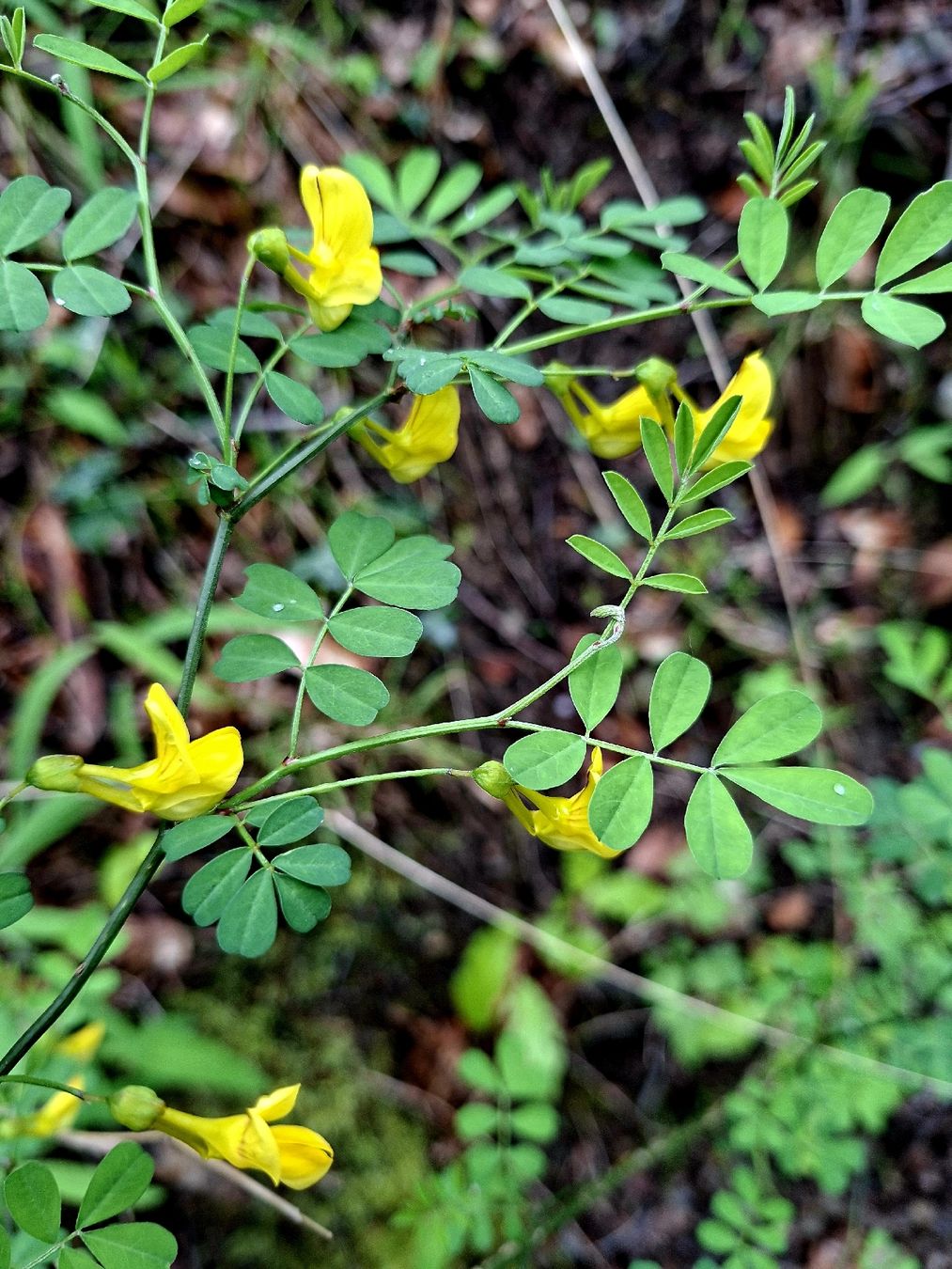 Pflanzen & Samen: Cornetta dondolina 20-30 cm HIPPOCREPIS EMERUS gelb bluhend – Neu und originalverpackt aus Rovio von POSITIFFARTandPLANTS 5