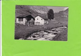 Bivio-die letzte Arve am Julier-Pass