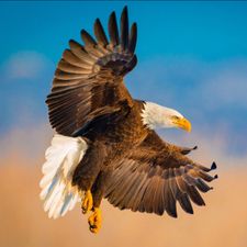 Profile image of noa_ss9v