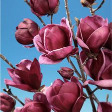Profile image of MrsMagnolia