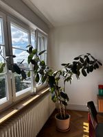 Gummibaum Ficus Elastica grosse Zimmerpflanze guter Zustand