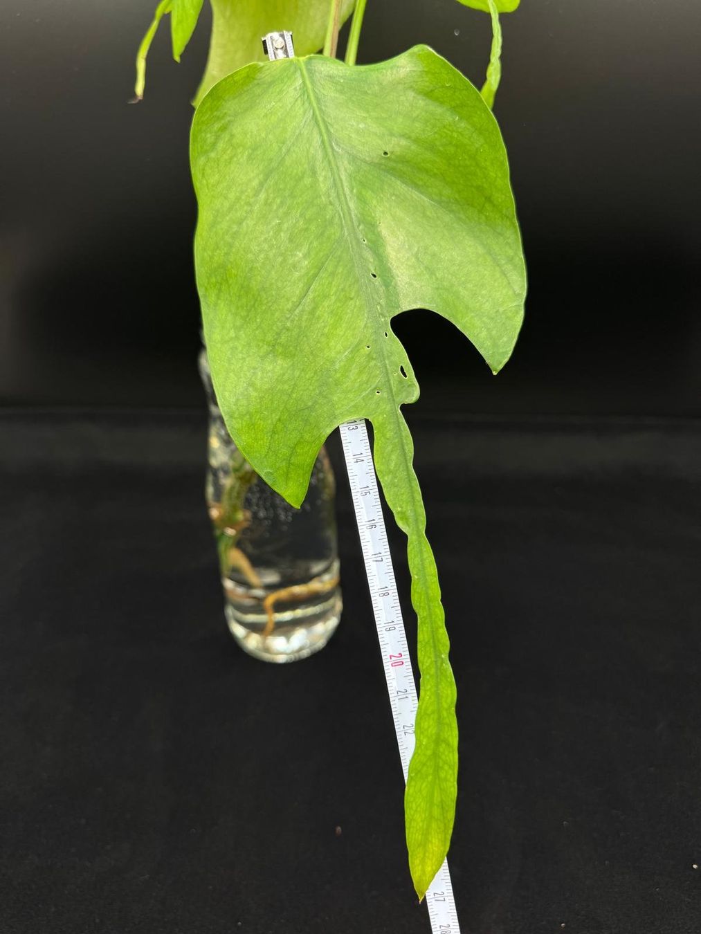 Plantes & graines: Epipremnum pinnatum 'Skeleton Key' - Kopfsteckling – Neuf (Voir description) à Bühler par googelibear 2