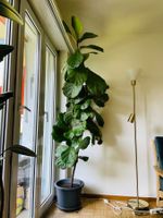 Ficus lyrata (Geigenfeige)