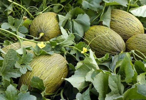 Piante & sementi: 20 Samen Honigmelone PIEL DE SAPO – Nuovo (secondo la descrizione) da Ehrendingen venduto da VerveinaSamen 2