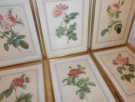 Graphik Litho Konvolut an Rosenbilder 8 x  Bilder