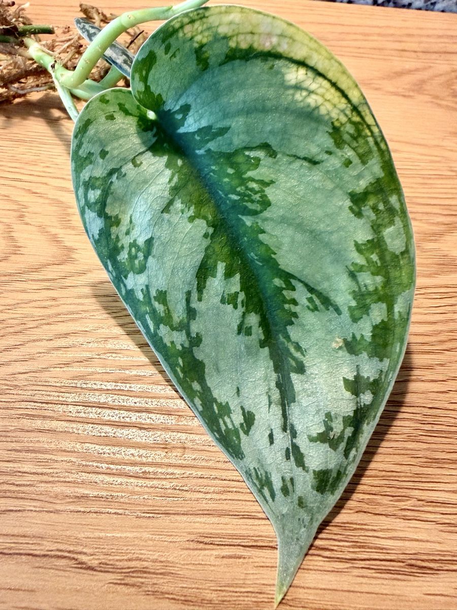 Plantes & graines: Scindapsus bakunawa variegated – D'occasion à Kaiseraugst par dka_b97z
