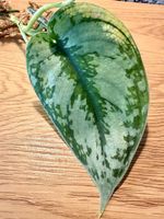 Scindapsus bakunawa variegated