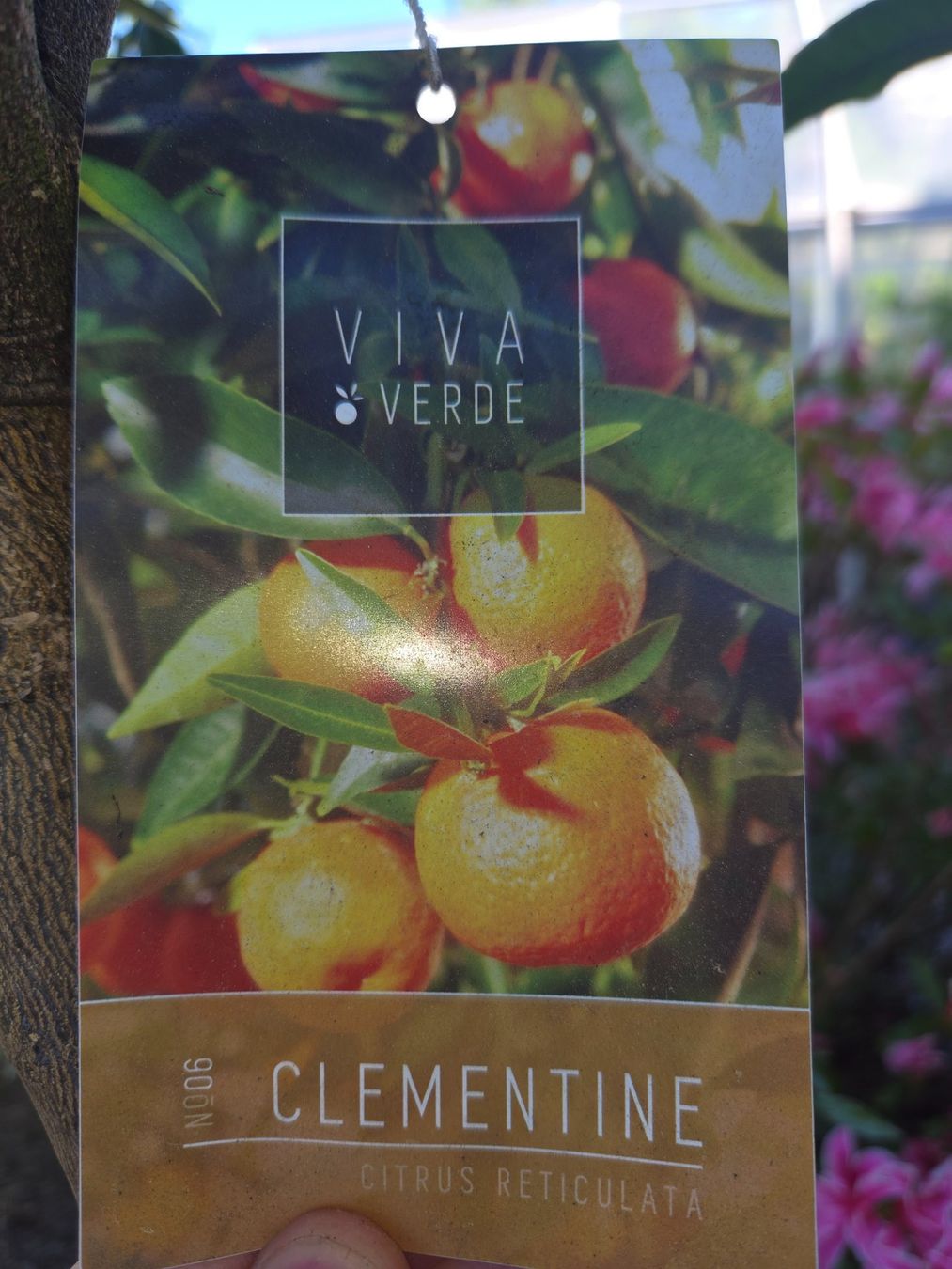 Pflanzen & Samen: zitrus clementine baum 1m80 – Gebraucht aus Unterlunkhofen von tomnova 3