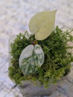 Anthurium Papillilaminum Var X Docblock Aurea Variegata