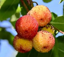 30 Samen  Erdbeerbaum “ARBITUS UNEDO L.” 🍊 30 graines‪