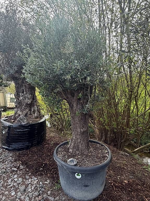 Piante & sementi: Olivenbaum "Olea Europea 21" – Usato da Zuckenriet venduto da Thur_Plant 1