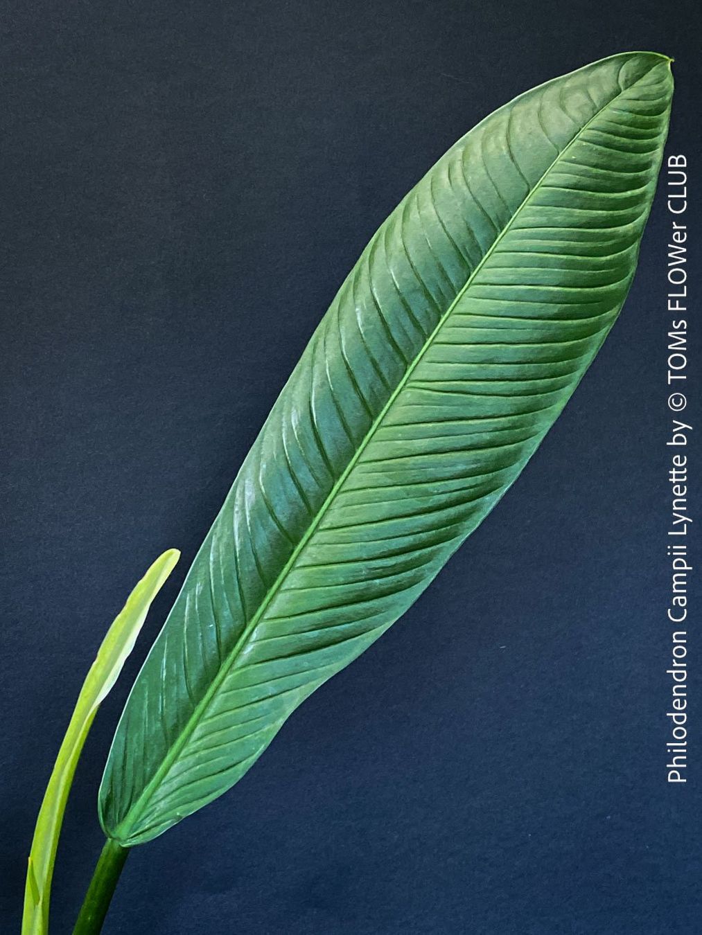 Piante & sementi: Philodendron Campii Lynette - was für ein Blattmuster – Nuovo e nell'imballaggio originale da Adliswil venduto da MarkyForest 6