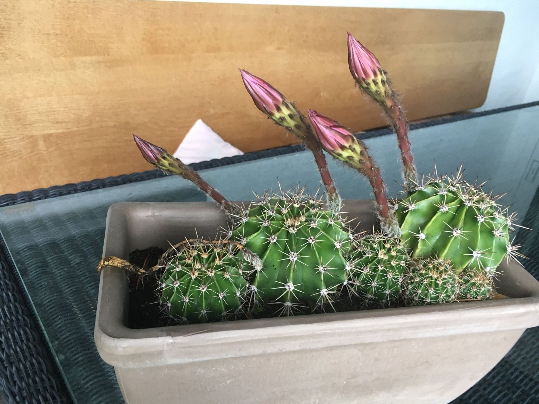 Pflanzen & Samen: Kaktus, Echinopsis, Kugelkaktus – Neu (gemäss Beschreibung) aus Au SG von Nadel04 1