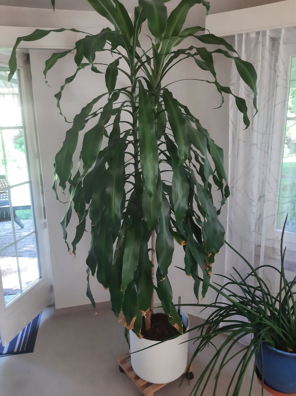 wurzeln elefantenfuß Beaucarnea Recurvata 70 cm kaufen – Exotische Elefantenfuß-Pflanze –  PlantmyHome main image 0