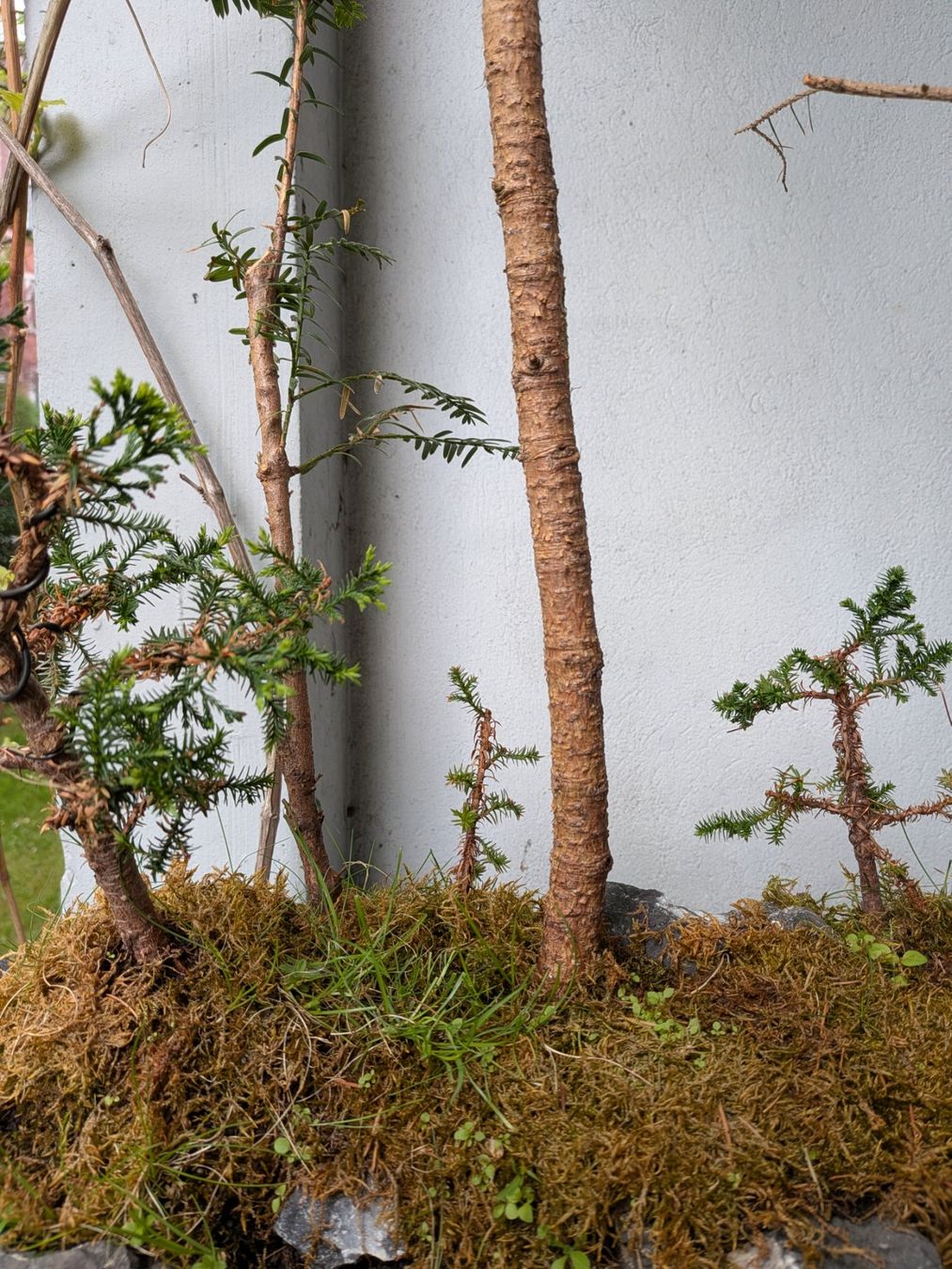 Piante & sementi: Bonsai-Wald – Usato da Bern venduto da Hydrom 2