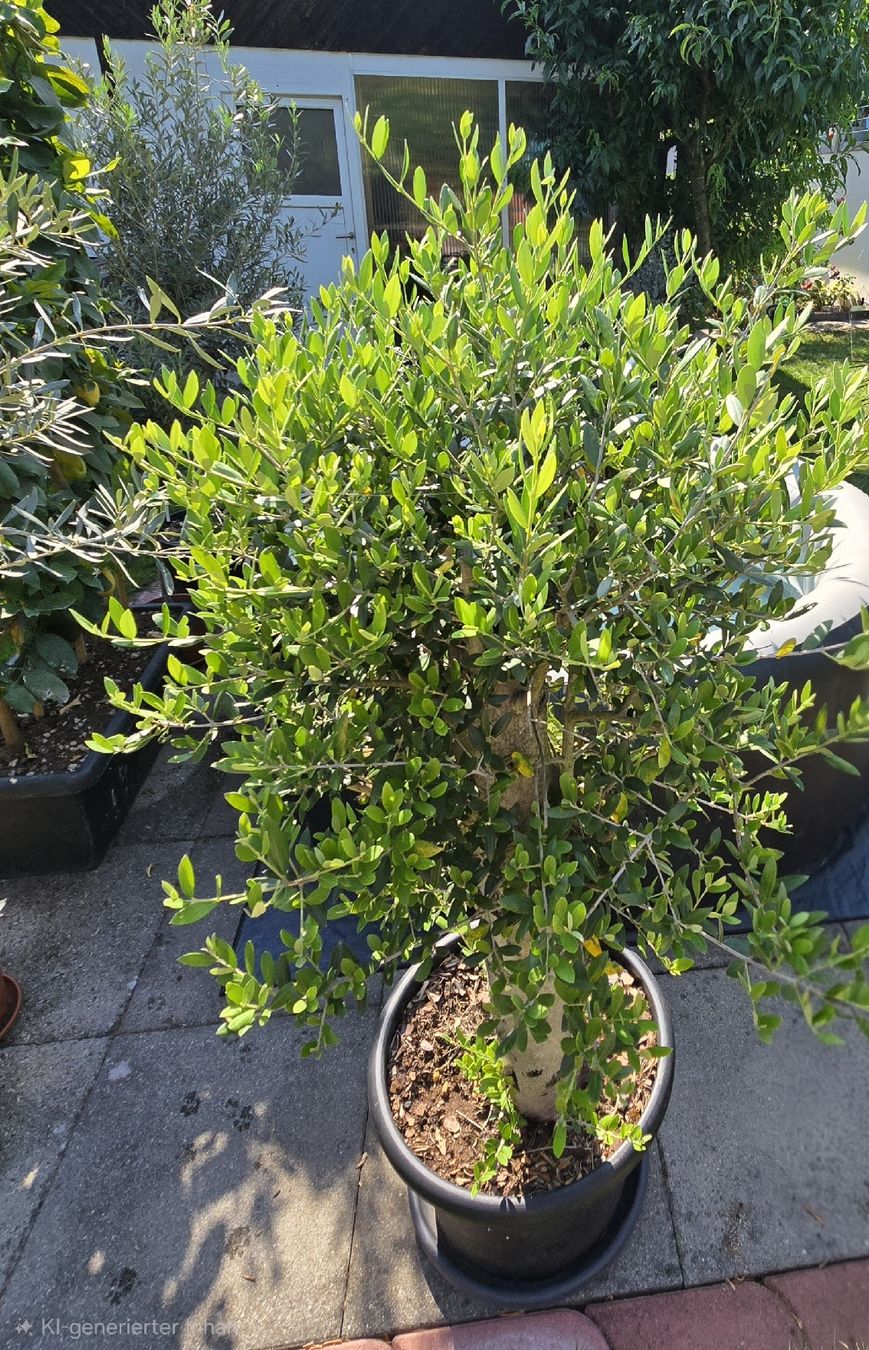Plantes & graines: Toller schöner Olivenbaum  – D'occasion à Aarburg par popkorn65 1
