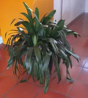 Clivia
