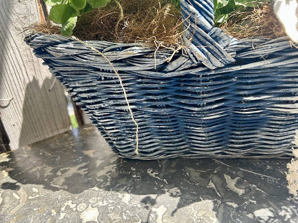 Plantes & graines: Glockenblumen im Korb  – D'occasion à Frauenfeld par Irene.Schuppli 1