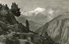 Aletschwald   VS  ob Riederalp      um 1952