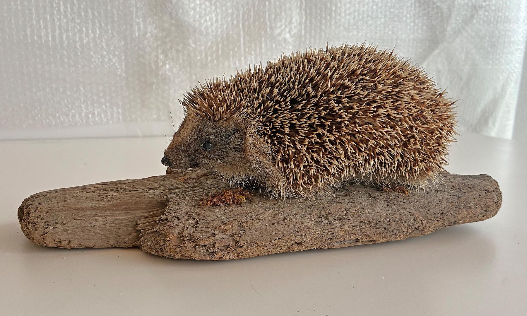Il mondo degli animali: Herziger Igel – Usato da Bäretswil venduto da robsonantik 4