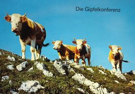 KÜHE Die Gipfelkonferenz