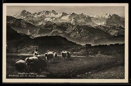 AK Rigi-Kulm, Schafweide und die Berner-Hochalpen