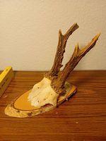 Reh Geweih auf Holzsockel, Wanddekoration, Jagdtrophäe.