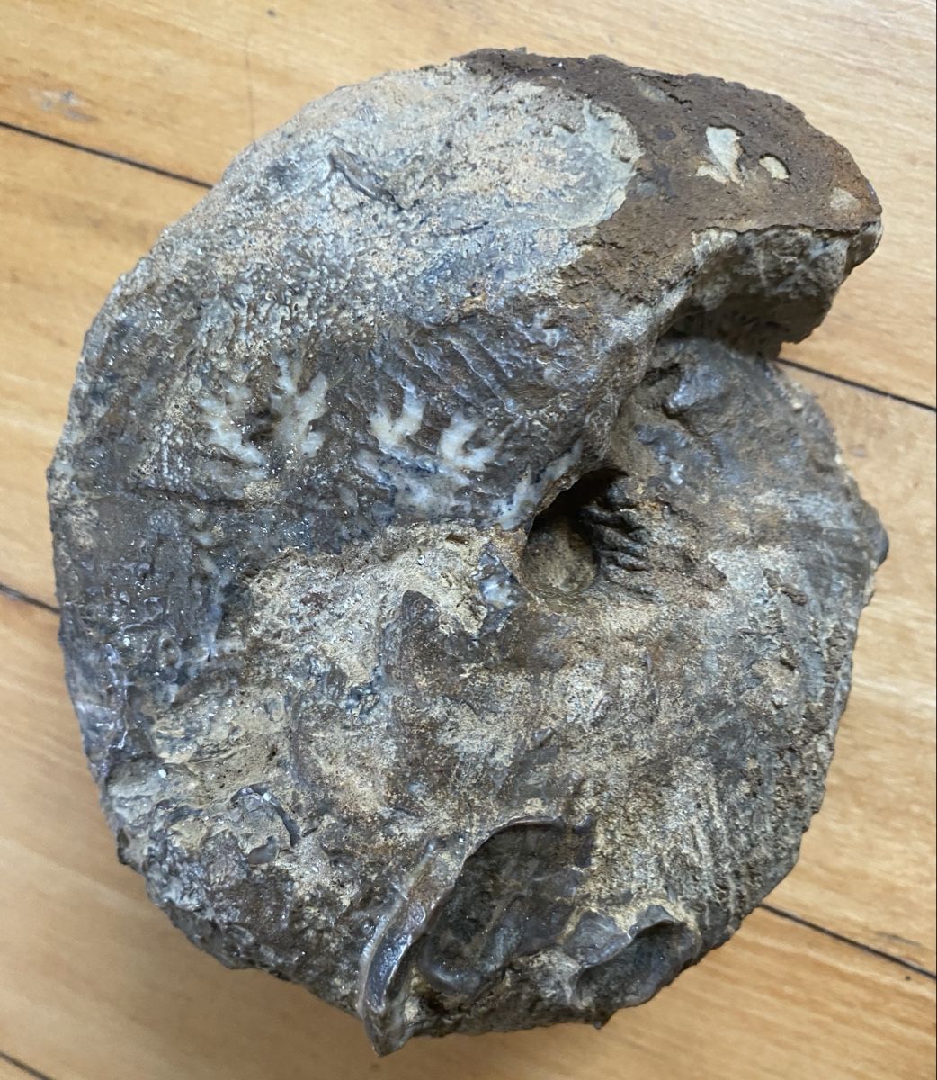Fossili: Ammonit – Usato da Liestal venduto da Stephanoceras1 2
