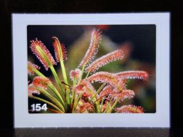MIGROS MANIA Nature Detectives Nr. 154