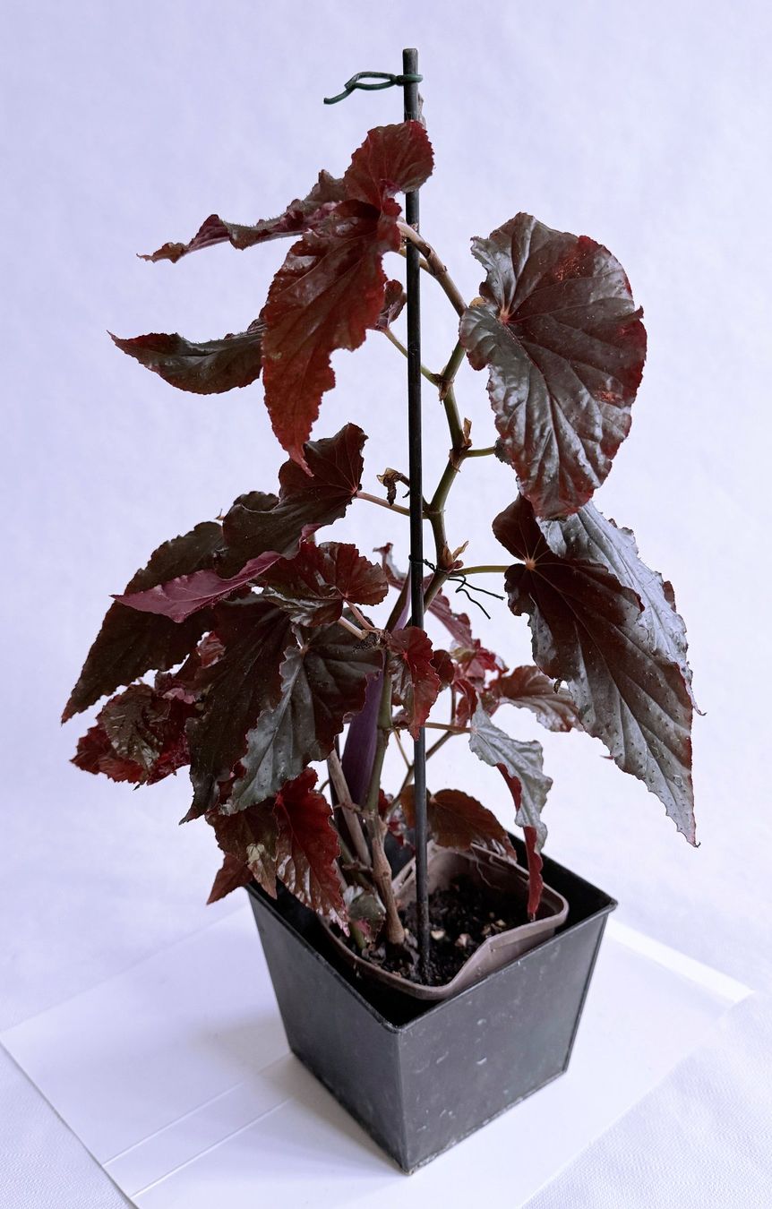 Piante & sementi: Begonia Black Magic***** – Nuovo (secondo la descrizione) da Dübendorf venduto da Orchid18
